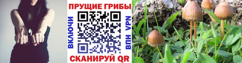 Галлюциногенные грибы мухоморы  Староминская 